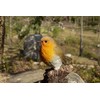 Hi-Line Gift Ltd. Motion Activated Singing Robin ON Stump, Brown;