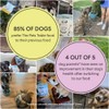 The Pets Table Beef & Berries Grain-Free Air Dried Dog