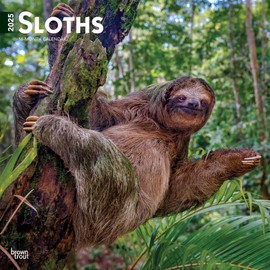 Sloths | 2025 12 x 24 Inch Monthly Square Wall Calendar | Plastic-Free | BrownTrout | Animals Nature Wildlife