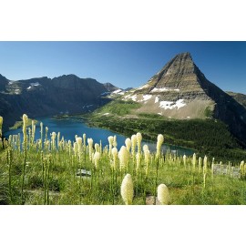 CZ Grain 30 Bear Grass Seeds for Planting Xerophyllum tenax Exotic Flowering Grass Seeds