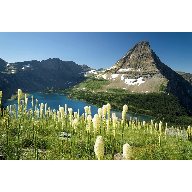 CZ Grain 30 Bear Grass Seeds for Planting Xerophyllum tenax