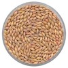 Atlantic Barley Seed (Certified) (48 Lbs.)