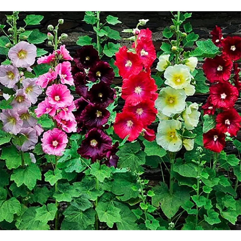 Pink Double Summer Carnival Hollyhock Seed - Long Blooming Period