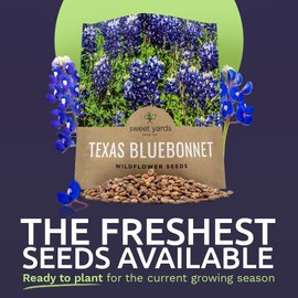Texas Bluebonnet Wildflower Seeds - Bulk 1/2 Ounce Packet - Over 500 Native Seeds - Texas State Flower!