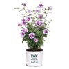 Proven Winners 2 Gal. Purple Pillar Rose of Sharon (Hibiscus)