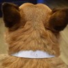 Small 'Electronic Pet' Dog Collar (PR00065921)