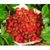 CEMEHA SEEDS - Seeds Alpine Strawberry Regina Everbearing Berries Indoor