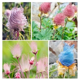 100+ Seed Prairie Smoke Seeds for Planting Outdoor-Non-GMO Heirloom Native Wildflower Non-GMOPlant in Your Home Garden