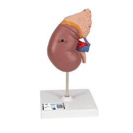 3B Scientific K12 Kidney with Adrenal Gland - 3B Smart Anatomy