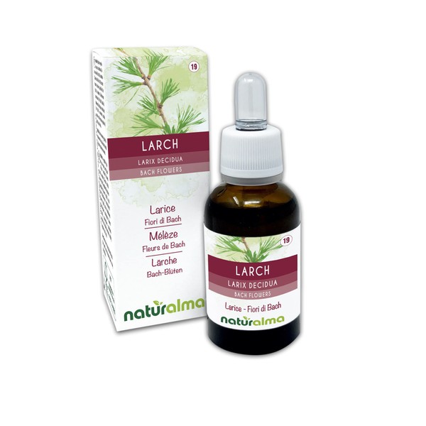 Larch or Larch (Larix Decidua) Bach Flowers Naturalma No. 19 Drops 30 ml Alcohol-Free Liquid Extract Flower Essences Vegan and Alcohol-Free