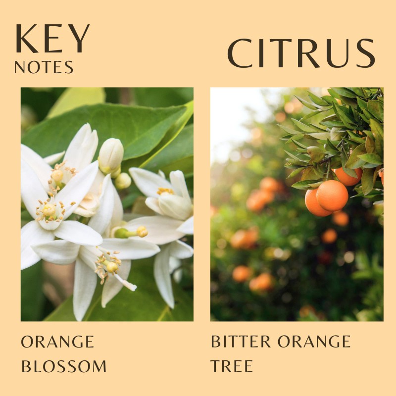 Alvarez Gomez Eau de Cologne – Orange Blossom Fragrance, 10.14