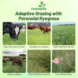 Outsidepride Perennial Ryegrass Hay, Forage, & Pasture Seed - 50 LBS