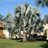 Silver Bismarckia Palm Tree - 5 Seeds - Stunning Tropical