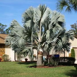 Silver Bismarckia Palm Tree - 5 Seeds - Stunning Tropical Addition for Your Landscape