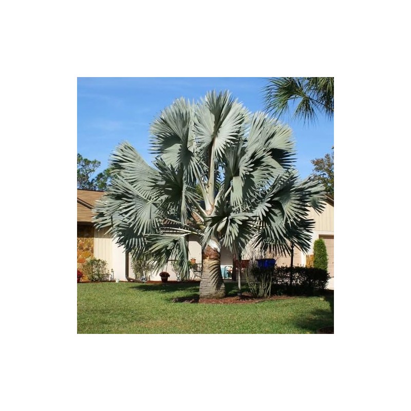Silver Bismarckia Palm Tree - 5 Seeds - Stunning Tropical