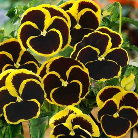 Outsidepride Pansy Brunig Indoor or Outdoor Garden Flower Seeds - 50 Seeds