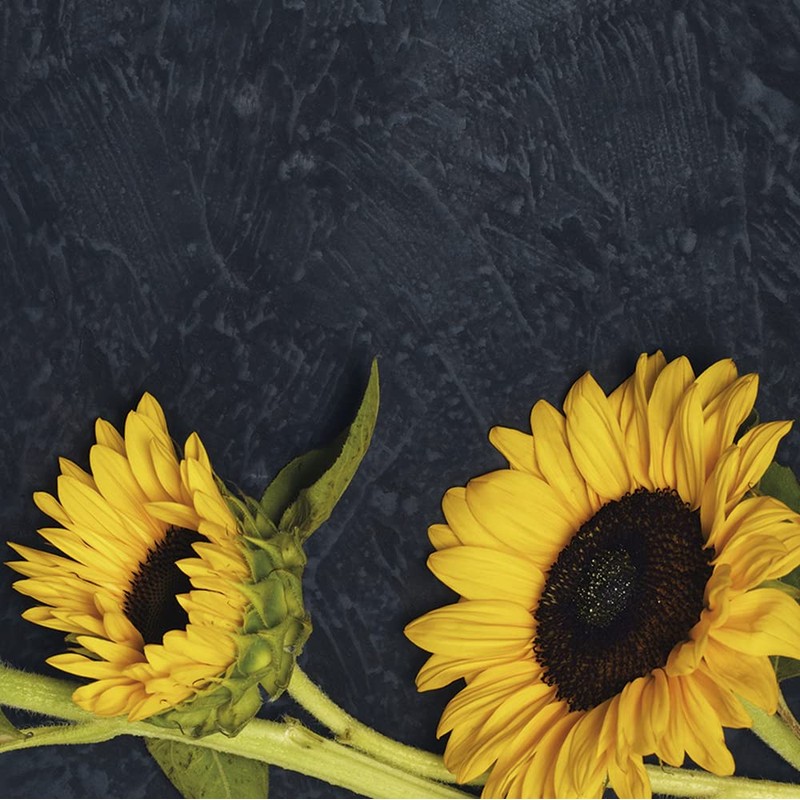 Resetea Growing Set Sunflowers A Happy Day