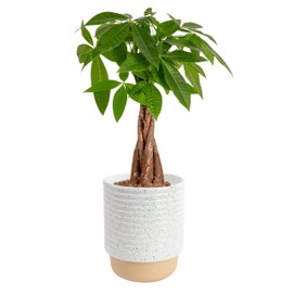 Costa Farms Money Tree Live Plant | 12-16 Inches Tall Bonsai | Easy to Grow Indoor Houseplant in Plant Pot | Home, Office, or Room Decor | Birthday, Housewarming Gift