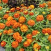 Outsidepride Zinnia Zahara Double Bright Orange Flower Seeds - 50