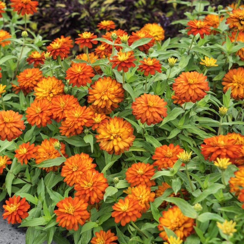 Outsidepride Zinnia Zahara Double Bright Orange Flower Seeds - 50