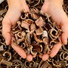 국산 유근피 느릅나무 뿌리 껍질차 코나무 Korean Ulmus Hookeriana Bark