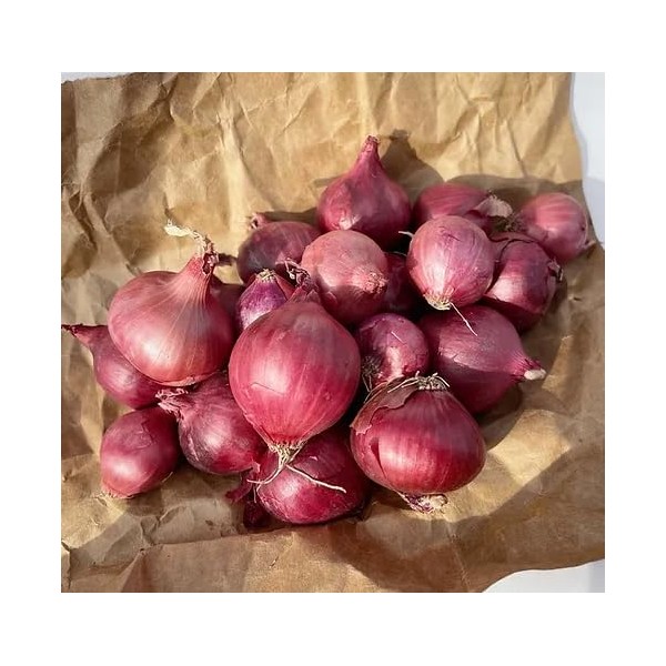 Kejora Fresh Boiler Onions/Boiling Onions 4 LB (Red, Onion)