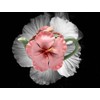 Fine Porcelain Pink Hibiscus Flower Teapot, 6 3/4" L