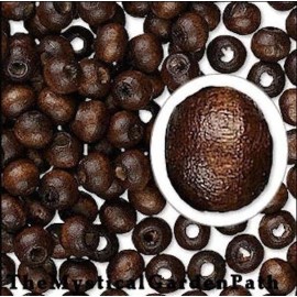 TMGP Bead, 500 Dark Brown 6x5mm Chinese Leaf Box Wood Wooden Beads w/ 1.5-1.9mm Hole