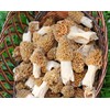 Morel Mushroom Spores Seeds Spore Grow Kit Makes 5 gals
