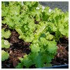 Everwilde Farms - 1 Oz Grand Rapids Lettuce Seeds -