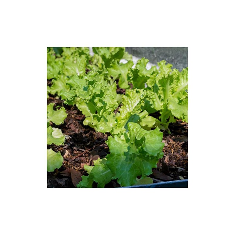 Everwilde Farms - 1 Oz Grand Rapids Lettuce Seeds -