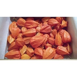 Dried Physalis Chinese Lantern Seed Pods, Bulk Quantity of 25, for Crafts & Arrangements