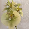 Noveltia Artificial Green Orchid – 2 Stems, 12 Flowers, White
