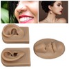 3D Nose and Mouth Model Silicone Ear Model Simulation Display