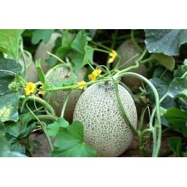 The Gardening World 250 Hales Best Jumbo Melon Seeds Cantaloupe Muskmelon Heirloom