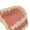 Dental Teaching Model Soft Gum 32 Teeth Dental Demonstration Teeth