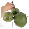 HOOTNEE 1 Bunch Artificial Coconut Fruits Photo Prop Hawaiian Coconut
