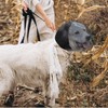 LeongLzt Field Guard, Vet-Recommended Dog Safety Mesh Protector for Foxtails,