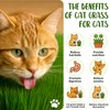 18oz Cat Grass Seeds Bulk - Over 14000+ Premium Cat