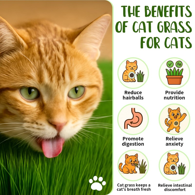 18oz Cat Grass Seeds Bulk - Over 14000+ Premium Cat