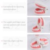Teeth Model Dental Teaching Model Removable Denture Brushing Practice for