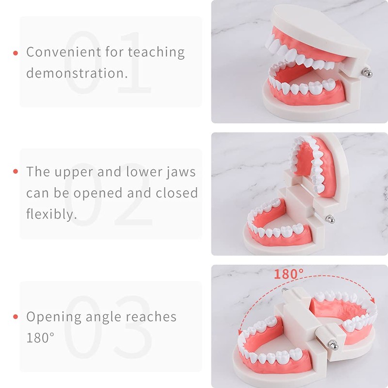 Teeth Model Dental Teaching Model Removable Denture Brushing Practice for