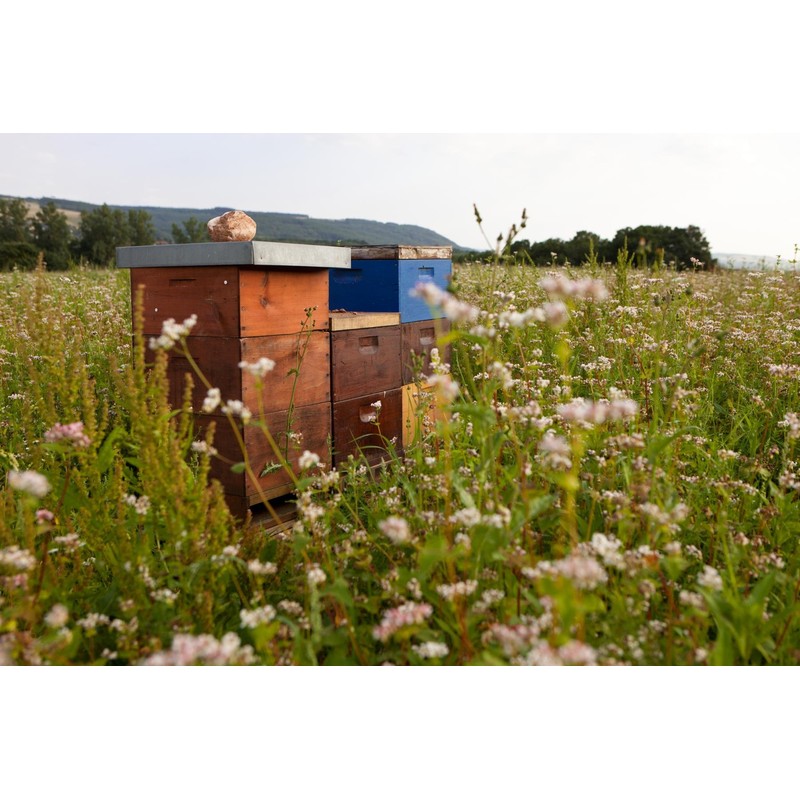 Organic Buckwheat Seeds Powder, , ,