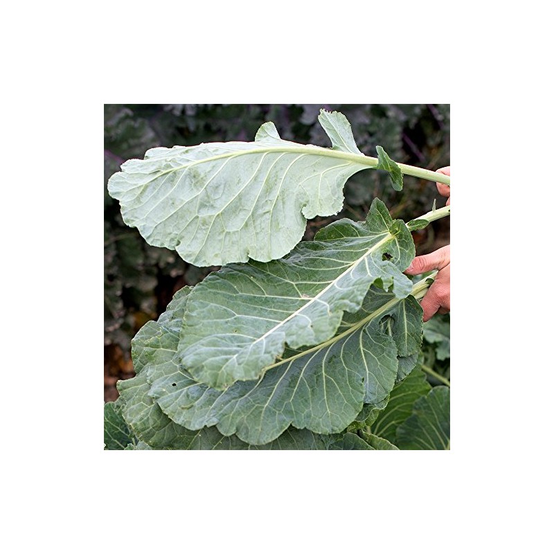 Georgia Southern Collard Greens Seeds (500+) USA Grown Non-GMO