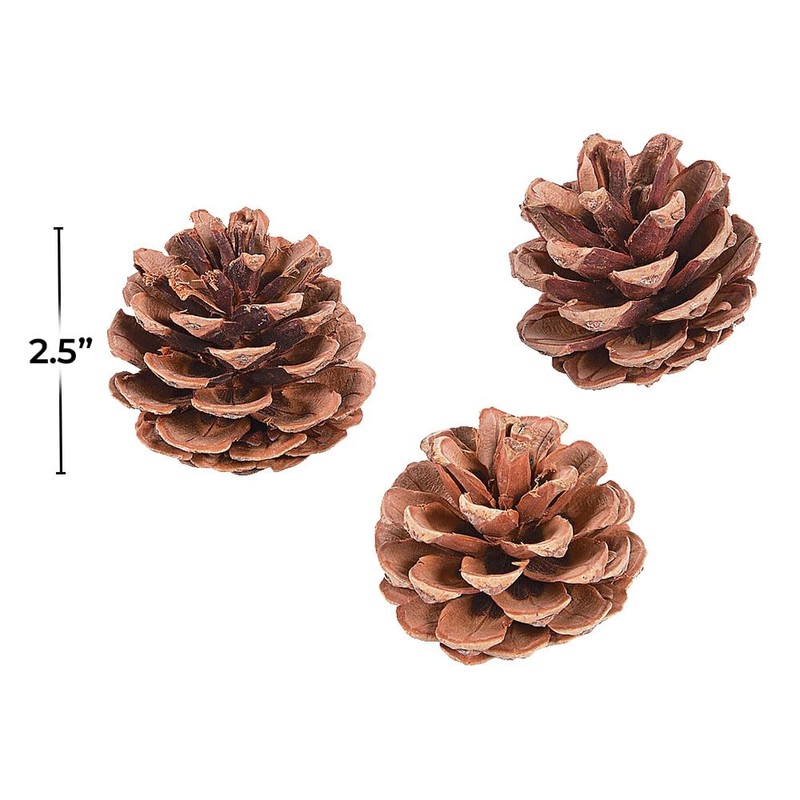Natural Pine Cones 12Pc - Crafts for Kids and Fun