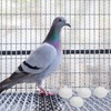 BESPORTBLE 10pcs Fake Eggs Budgie Eggs Replacement Cockatiel Eggs Mini