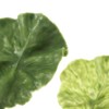 diyhub 10 Pcs Fake Lettuce Leaves Artificial Green Vegetables Plastic