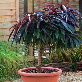 Generic The Dwarf Bonfire Patio Peach Tree, Pink Double Petal Flowers, Clingstone, Deciduous, 5 gal, Nursery Pot, Purple