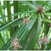 Fan Plant 4+ Bamboo Plants w/Roots Umbrella Palm (Cuperus) thuy