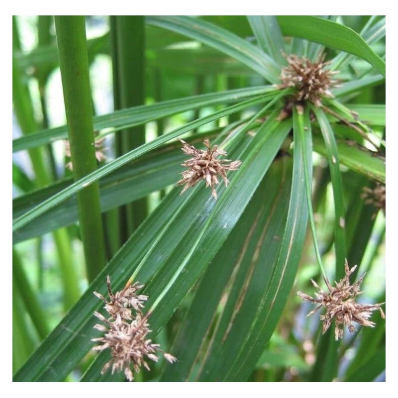 Fan Plant 4+ Bamboo Plants w/Roots Umbrella Palm (Cuperus) thuy